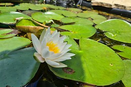 Le Souffle du Saule
