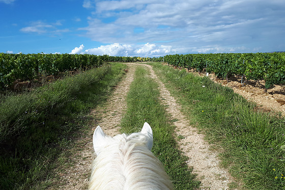 A Cheval dans l'Yonne - photo 2