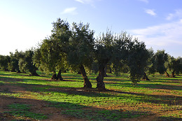 ACEITES PADILLA