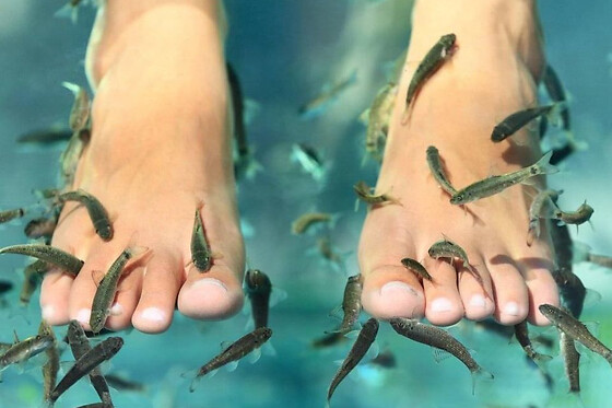 Fish Spa à Sélestat (67) - Fish Spa en solo