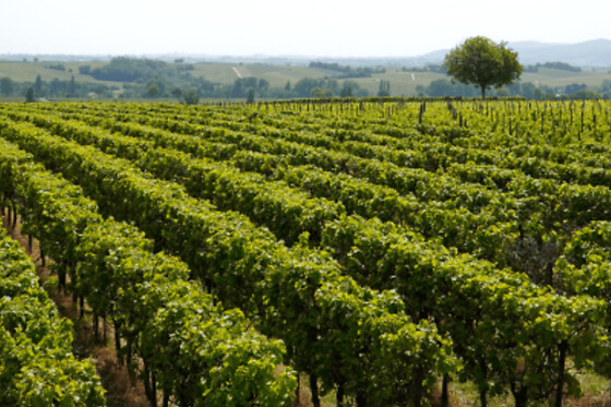 Atelier dégustation de vins du monde à Lyon - Offre Duo