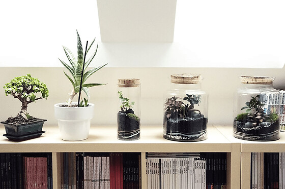 Atelier terrarium moyen proche de Strasbourg (67)