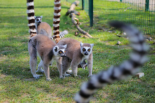 Billet pour le parc animalier Parc Saint Léger (60)