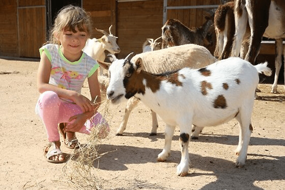 Billet pour le parc animalier Parc Saint Léger (60)